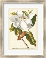 Framed Magnificent Magnolias I