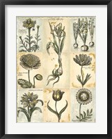 Botanical Patchwork II Framed Print