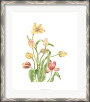 Framed Tulip Spray II