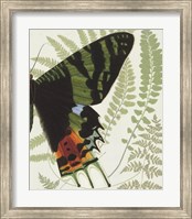 Framed Butterfly Symmetry II