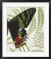 Butterfly Symmetry II Framed Print