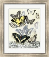 Framed Butterfly Habitat I