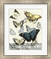 Framed Butterfly Habitat II