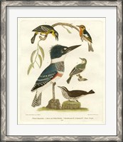 Framed Antique Kingfisher I