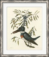 Framed Antique Kingfisher II