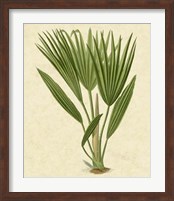 Framed Bourbon Palm