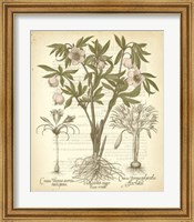 Framed Tinted Besler Botanical I