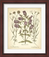 Framed Tinted Besler Botanical II