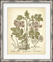 Framed Tinted Besler Botanical III
