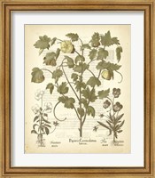 Framed Tinted Besler Botanical IV