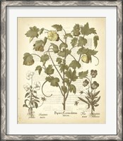 Framed Tinted Besler Botanical IV