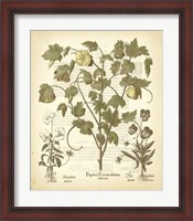 Framed Tinted Besler Botanical IV