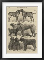 International Dog Show II Framed Print