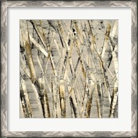 Framed Birches V