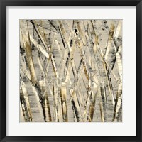 Framed Birches V