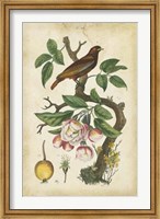 Framed Antique Bird in Nature I