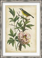 Framed Antique Bird in Nature II