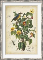 Framed Antique Bird in Nature III
