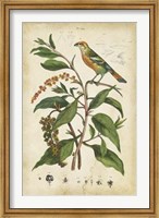 Framed Antique Bird in Nature IV