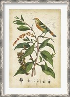Framed Antique Bird in Nature IV