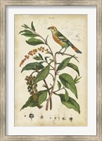 Framed Antique Bird in Nature IV