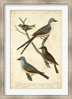 Framed Wilson's Flycatcher