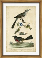 Framed Wilson's Mockingbird
