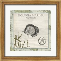 Framed Biologia Marina I