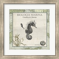 Framed Biologia Marina III
