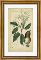 Framed Vintage Turpin Botanical I