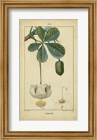 Framed Vintage Turpin Botanical II