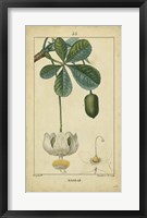 Framed Vintage Turpin Botanical II