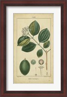Framed Vintage Turpin Botanical III
