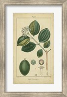 Framed Vintage Turpin Botanical III