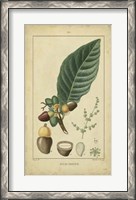Framed Vintage Turpin Botanical IV