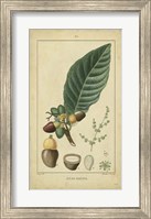 Framed Vintage Turpin Botanical IV