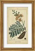 Framed Vintage Turpin Botanical VI