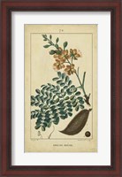 Framed Vintage Turpin Botanical VI