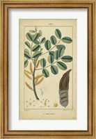 Framed Vintage Turpin Botanical VII