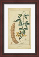 Framed Vintage Turpin Botanical VIII