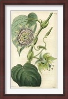 Framed Antique Passionflower I