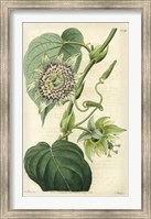 Framed Antique Passionflower I