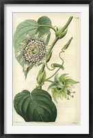 Framed Antique Passionflower I