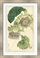 Framed Antique Passionflower II