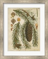 Framed Vintage Conifers I