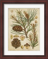 Framed Vintage Conifers II