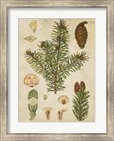 Framed Vintage Conifers III