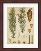Framed Vintage Conifers IV