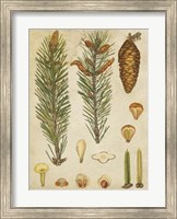 Framed Vintage Conifers IV