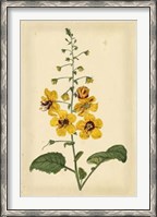 Framed Floral Varieties I